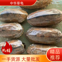 乌龟中华草龟大量批发一手货源龟壳不卖只卖肉