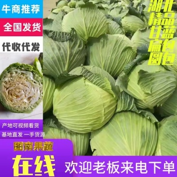 湖北甘蓝扁包菜圆包菜基地直发代收代发全国市场