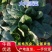 百亩黑将军菠菜上市，日供货万斤左右，可持续供货两个月。
