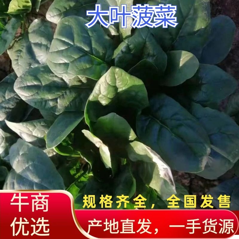百亩黑将军菠菜上市，日供货万斤左右，可持续供货两个月。