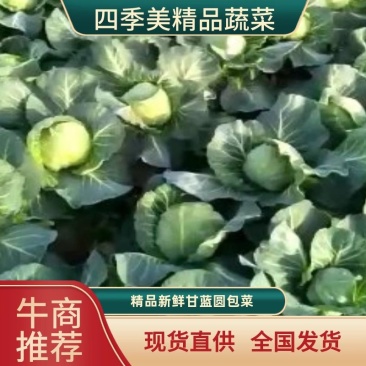 【好货推荐】甘蓝，精品圆包菜，万亩产地直供一手货源