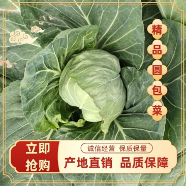 山东精品甘蓝大量上市产地直发品质保障欢迎选购