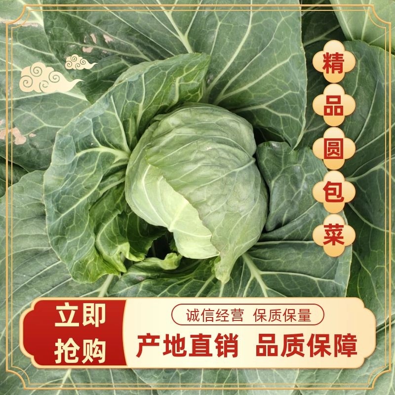 山东精品甘蓝大量上市产地直发品质保障欢迎选购