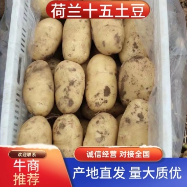 山东平度荷兰十五土豆原产地发货一手货源批发品质保证