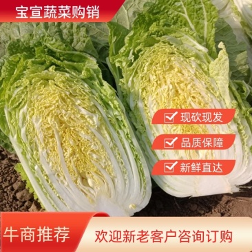 白菜，山东潍坊黄心白菜，货源充足，品质保证欢迎咨询