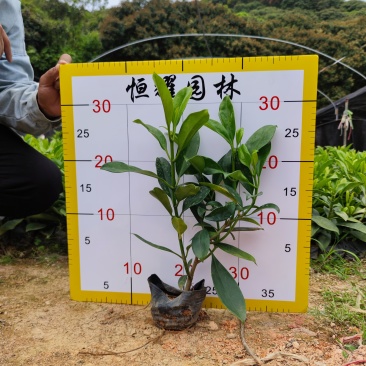 【非洲茉莉灰莉灰刺木箐黄果】各种规格欢迎咨询详谈
