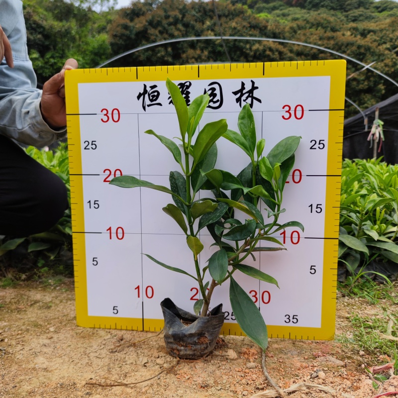 【非洲茉莉灰莉灰刺木箐黄果】各种规格欢迎咨询详谈