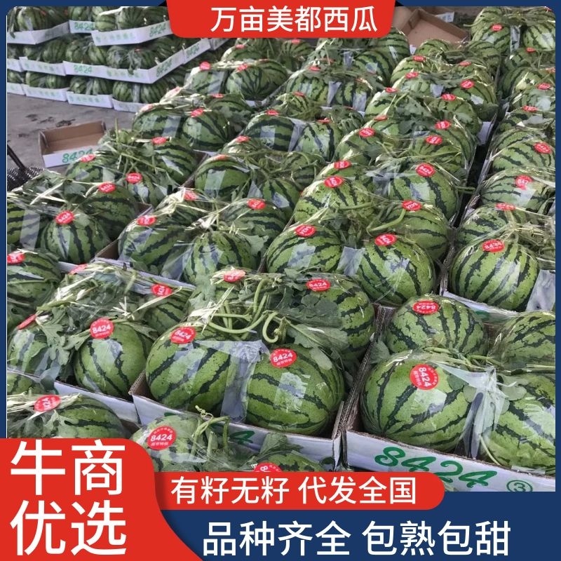 产地万亩大棚露天西瓜无籽有籽麒麟美都大量上市代收代发