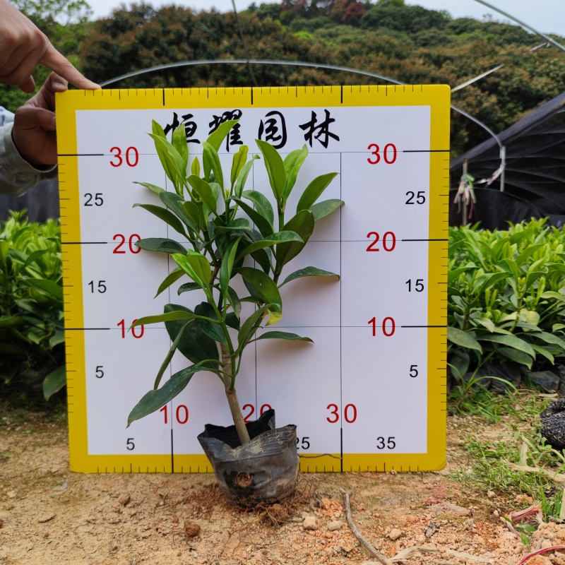 【非洲茉莉灰莉灰刺木箐黄果】各种规格欢迎咨询详谈