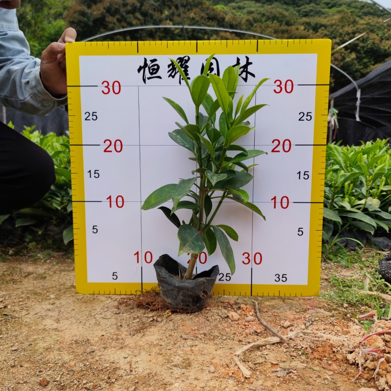 【非洲茉莉灰莉灰刺木箐黄果】各种规格欢迎咨询详谈