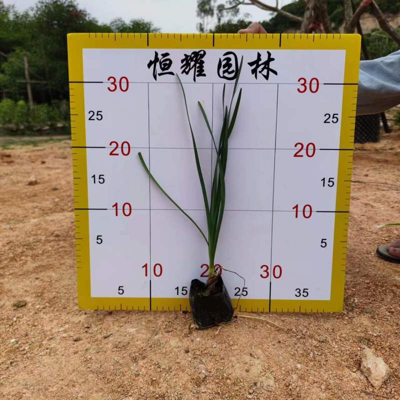 【紫娇花洋韭非洲小百合】各种规格欢迎合作详谈