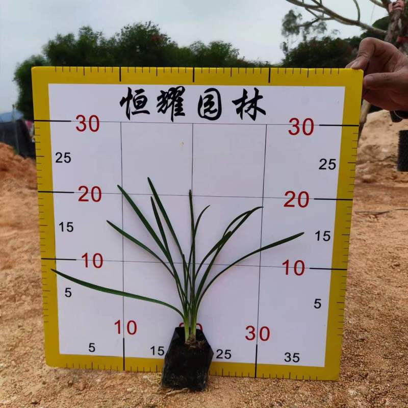 【紫娇花洋韭非洲小百合】各种规格欢迎合作详谈