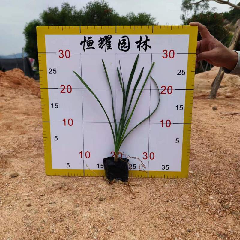【紫娇花洋韭非洲小百合】各种规格欢迎合作详谈