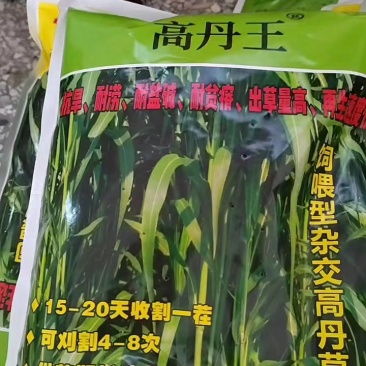 牧草种子高丹王牧草苏丹草种子甜高粱牧草