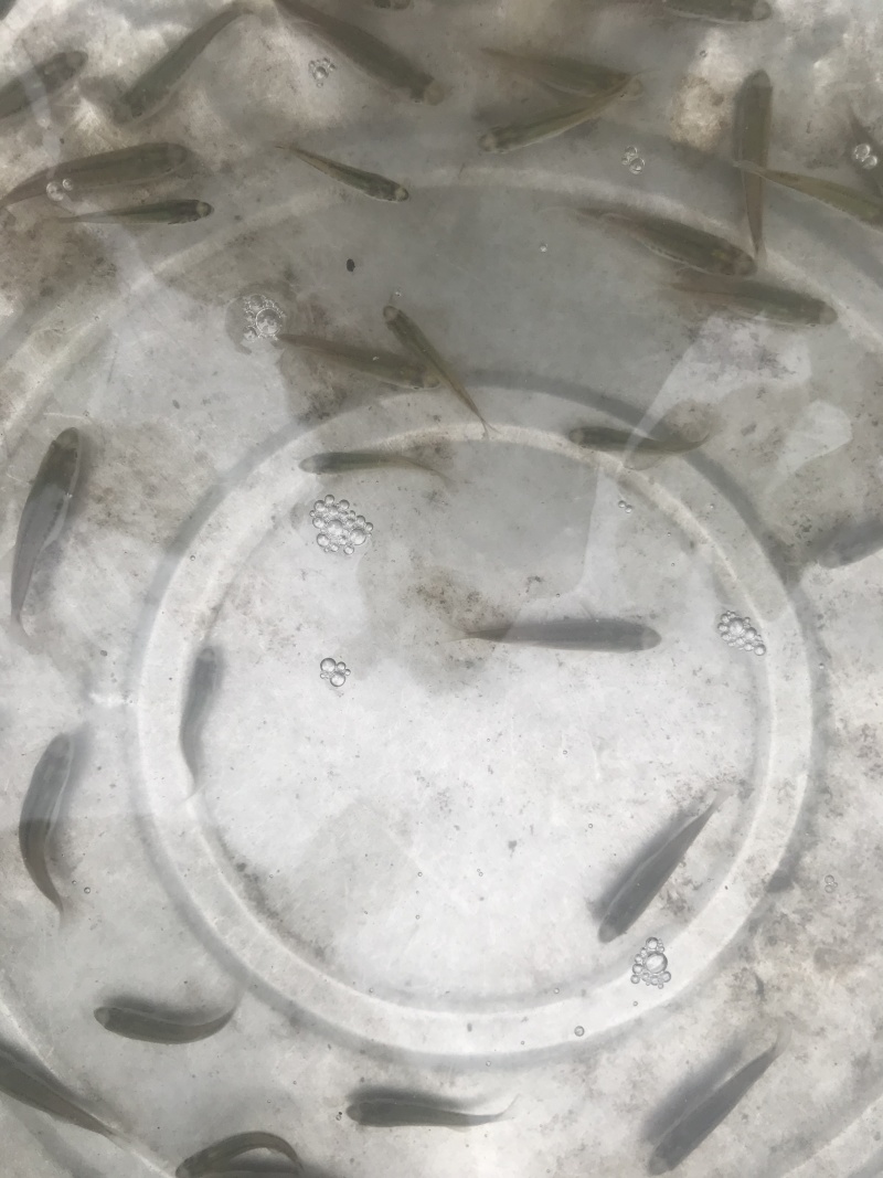 【苗场直供】精品鲈鱼苗大量供应包活品质保障一手货源