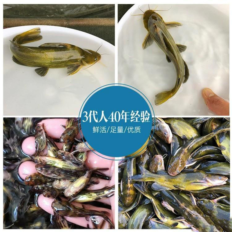 鱼苗批发黄骨鱼鱼苗