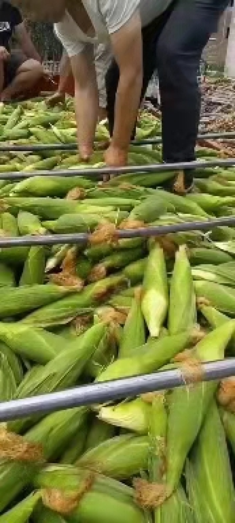 【玉米】云南正宗水果玉米产地直销可实地看货量大从优