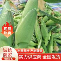 【玉米】云南正宗水果玉米产地直销可实地量大从优