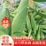 【玉米】云南正宗水果玉米产地直销可实地看货量大从优