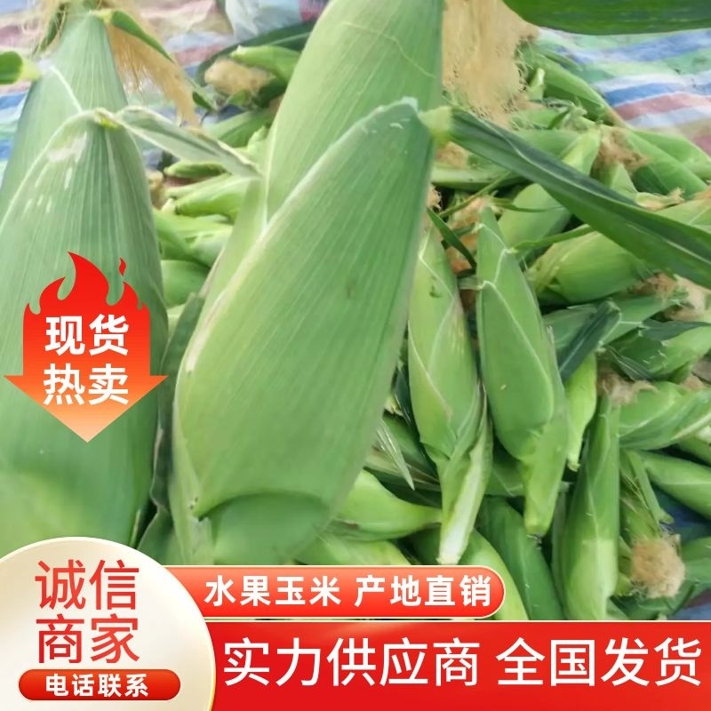 【玉米】云南正宗水果玉米产地直销可实地看货量大从优
