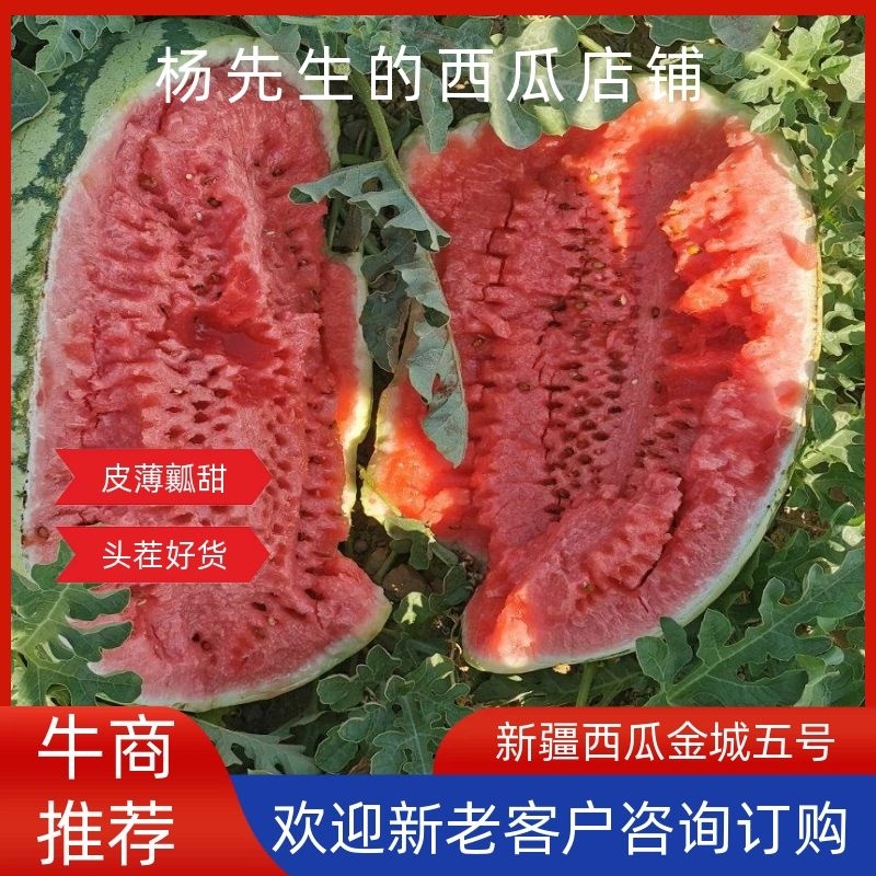 新疆西瓜，金城五号西瓜，安农二号甜度高基地直发量大从优