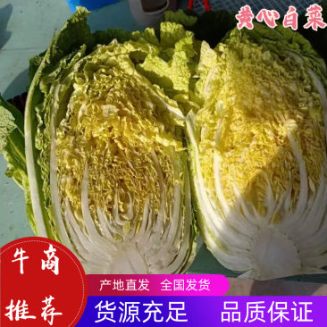 精品黄心大白菜大量上市，产地直供，量大从优，欢迎咨询订购