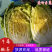 精品黄心大白菜大量上市，产地直供，量大从优，欢迎咨询订购
