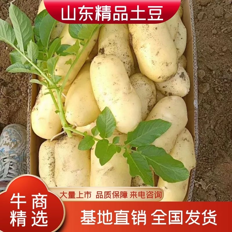 大棚新土豆，山东肥城，黄皮黄瓤土豆大量供应