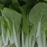 小白菜无虫眼叶绿新鲜上市大量有货价格实惠欢迎采购