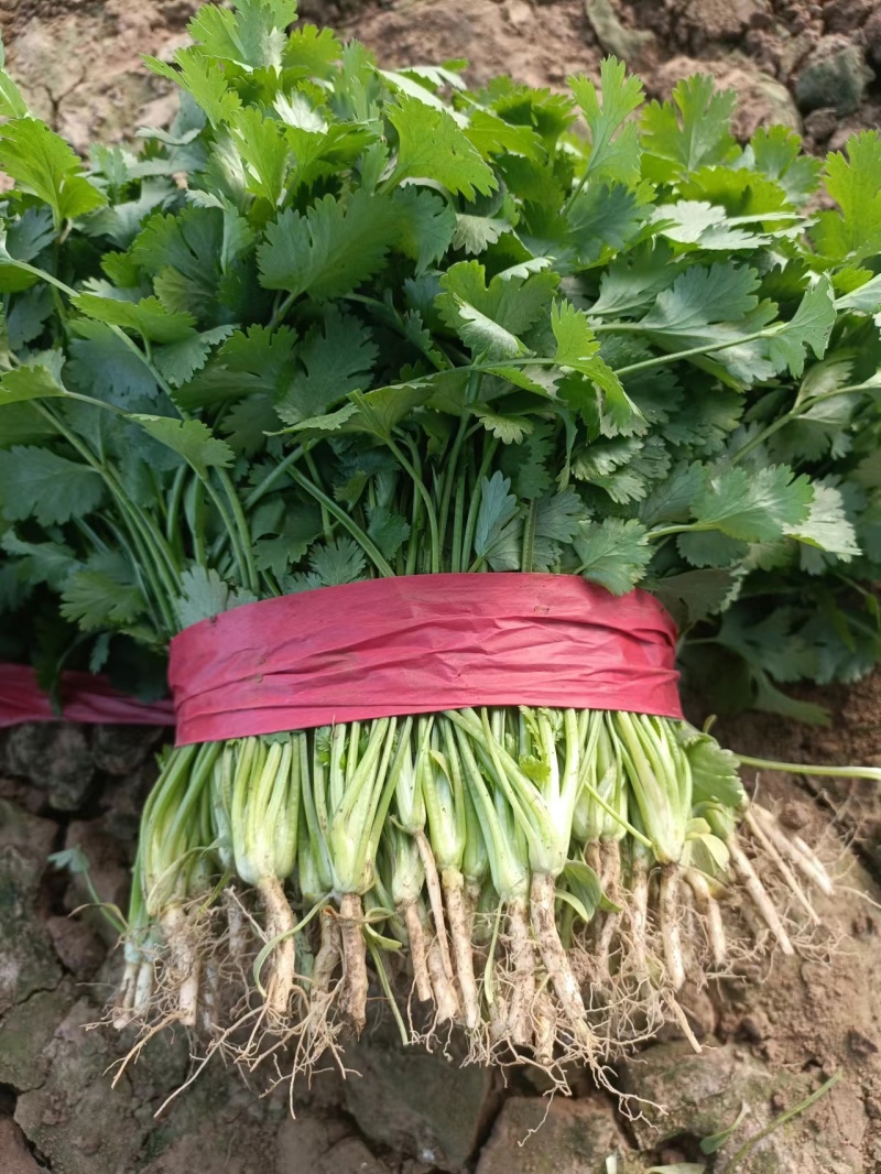 香菜杆粗叶绿大量有货一手批发供全国价格实惠