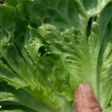 南通生菜意大利生菜品质保证量大从优整车代发