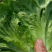 南通生菜意大利生菜品质保证量大从优整车代发