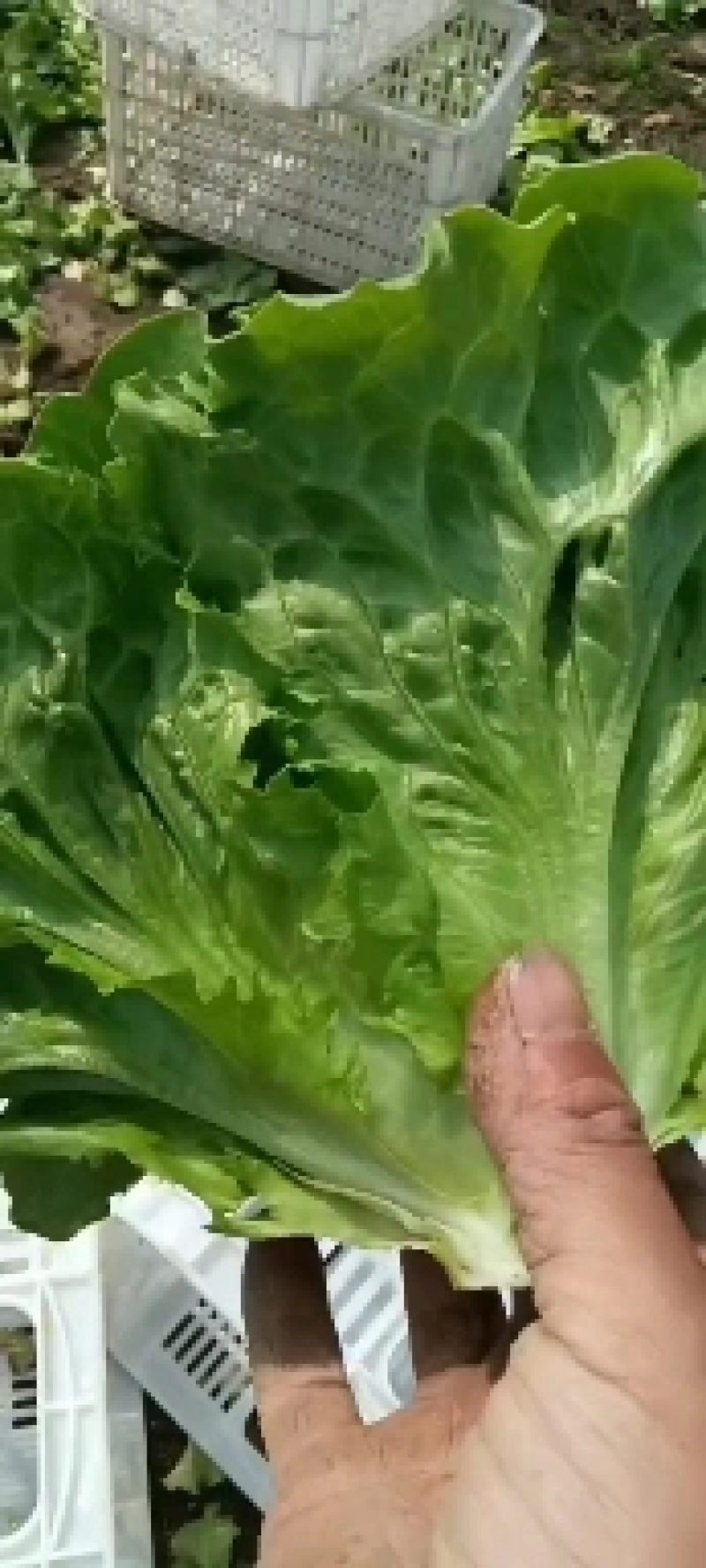 南通生菜意大利生菜品质保证量大从优整车代发