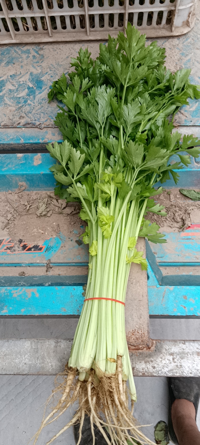 芹菜质量保证全国发货价格优惠坏菜包赔
