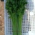 芹菜质量保证全国发货价格优惠坏菜包赔
