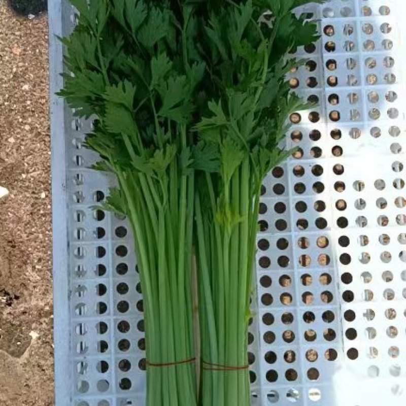 芹菜质量保证全国发货价格优惠坏菜包赔