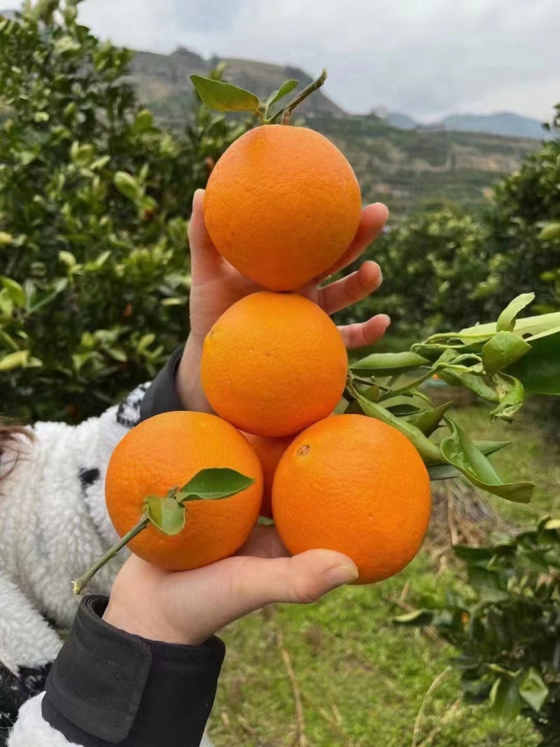 精品夏橙秭归夏橙产地批发诚信经营可视频看货！