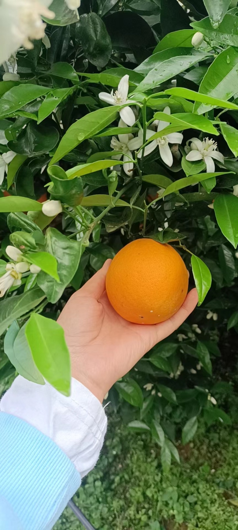 精品夏橙秭归夏橙产地批发诚信经营可视频看货！