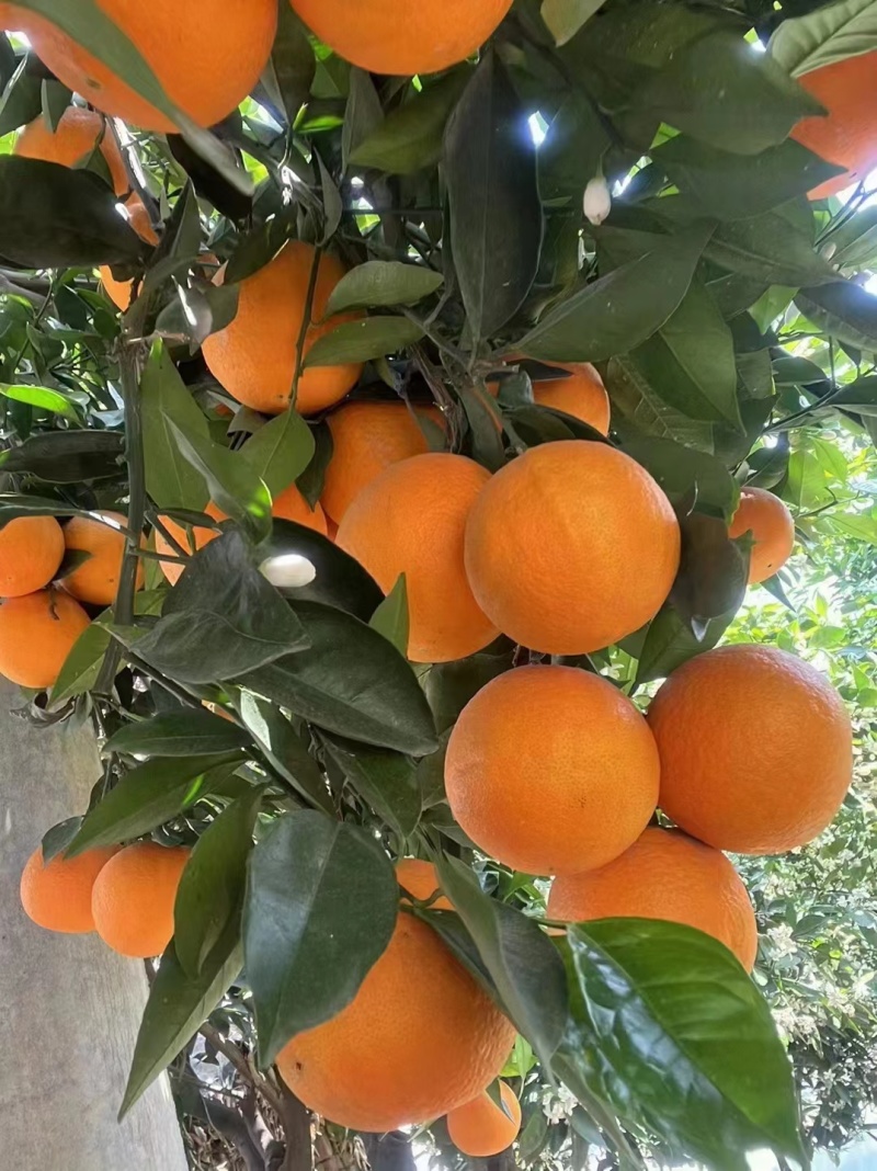 精品夏橙秭归夏橙产地批发诚信经营可视频看货！