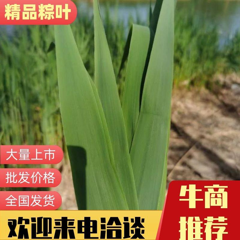 【精品】白洋淀新鲜芦苇粽子叶，大量，质量保证全国发货