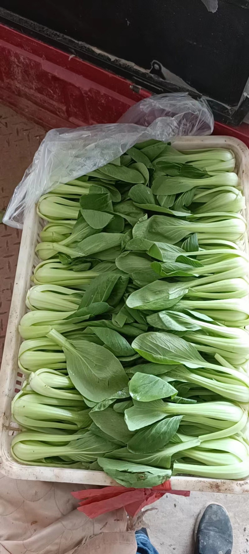 山西上海青产地一手精品油菜新鲜上市货源充足欢迎采购