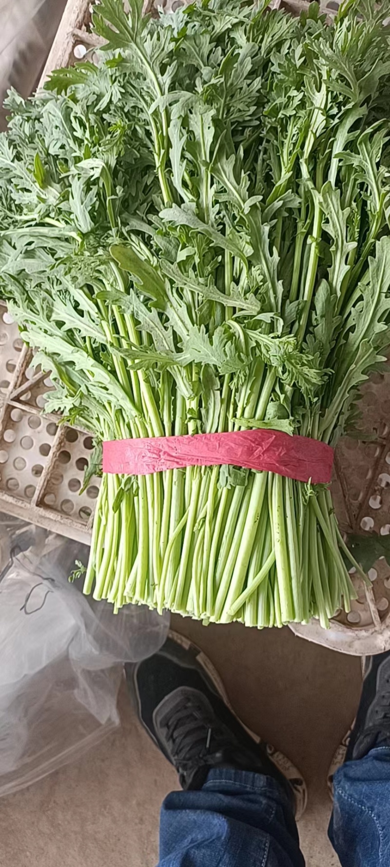 大量供应茼蒿蒿子杆新鲜蔬菜一手货欢迎大家前来咨询