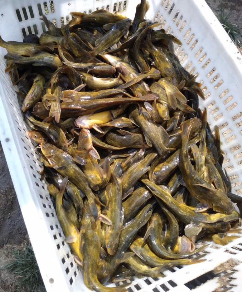 鱼苗批发黄骨鱼鱼苗各种淡水养殖鱼苗低价批发
