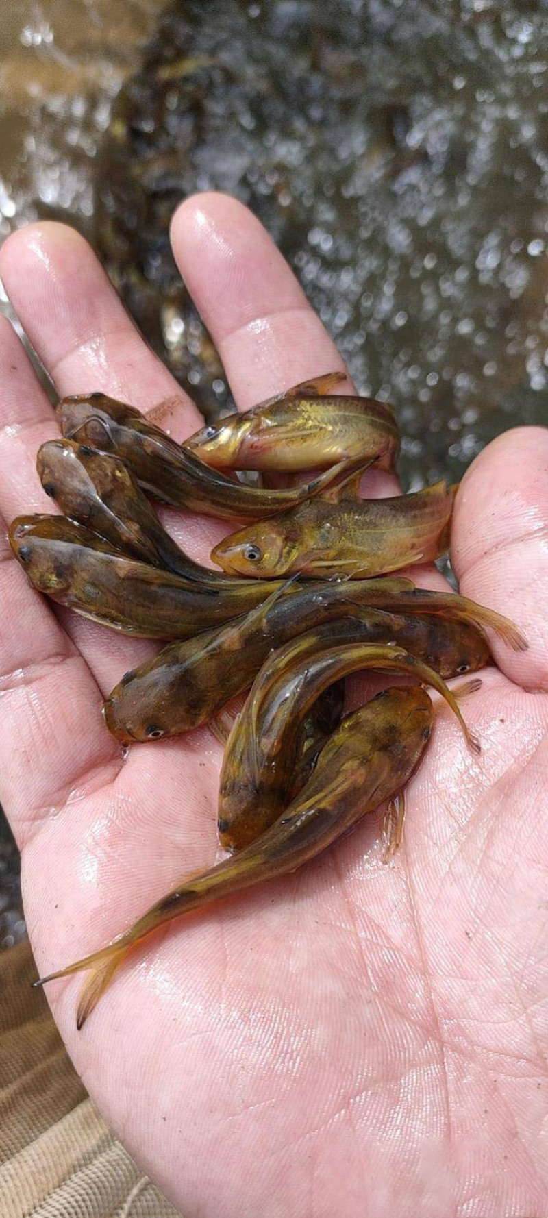 鱼苗批发黄骨鱼鱼苗各种淡水养殖鱼苗低价批发