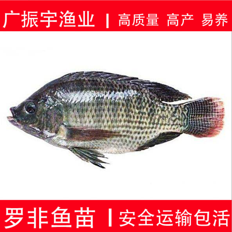 罗非鱼苗/非洲鲫鱼苗/福寿鱼鱼苗罗非鱼苗活体淡水包