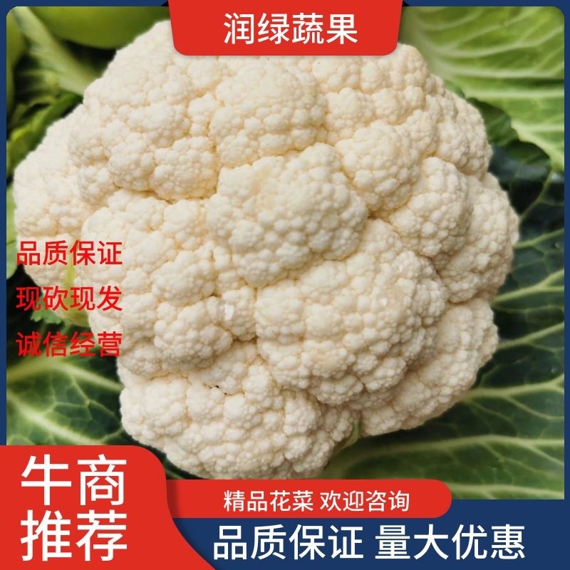 花菜，云南沪西精品有机花菜，白面青梗松花菜，地头现砍现发
