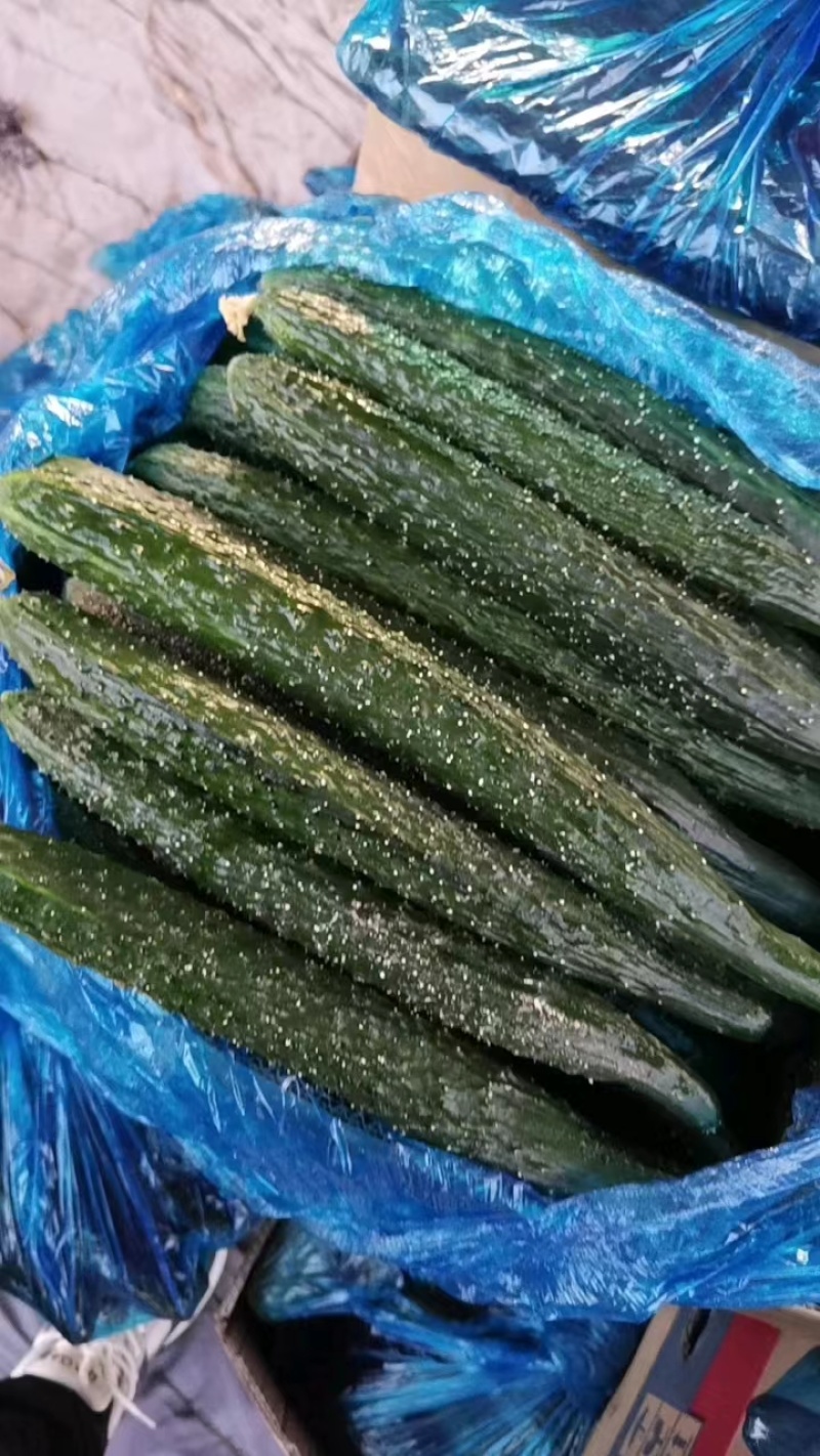 【产地批发】黄瓜密刺黄瓜万亩黄瓜种植基地保质保量来电优惠