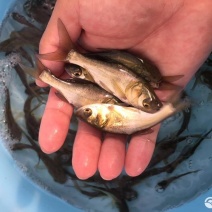 大头鱼鱼苗鳙鱼鱼苗淡水养殖鱼苗