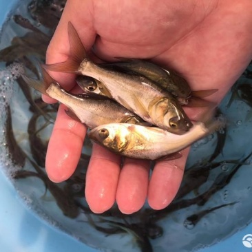大头鱼鱼苗鳙鱼鱼苗淡水养殖鱼苗