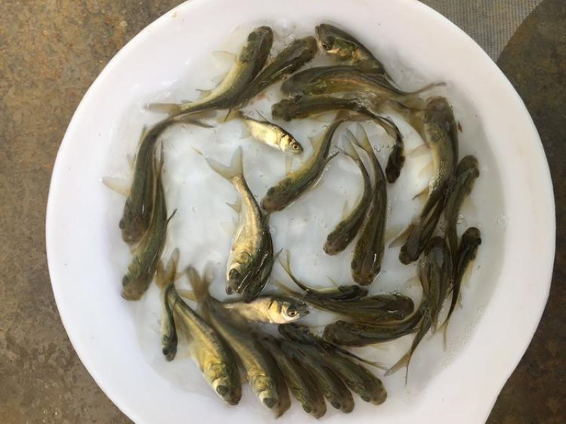 大头鱼鱼苗鳙鱼鱼苗淡水养殖鱼苗